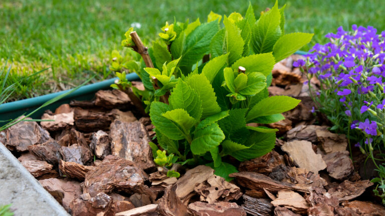 Mulching Service